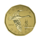 2016 Canada Tundra Swan Loon Specimen