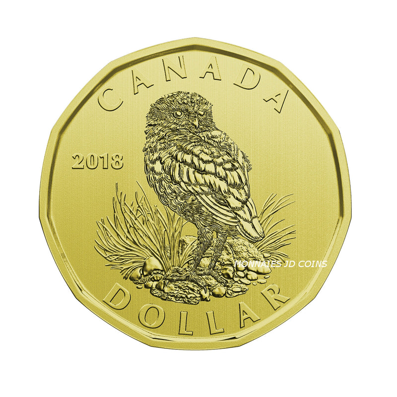 2018 Canada Burrowing Owl Loon Specimen