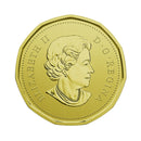 2018 Canada Burrowing Owl Loon Specimen