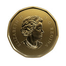 2019 Canada Pileated Woodpecker Loon Specimen