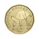 2021 Canada Blanding Turtle Loon Specimen