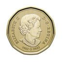 2023 Canada Sage-Grouse Loon Specimen