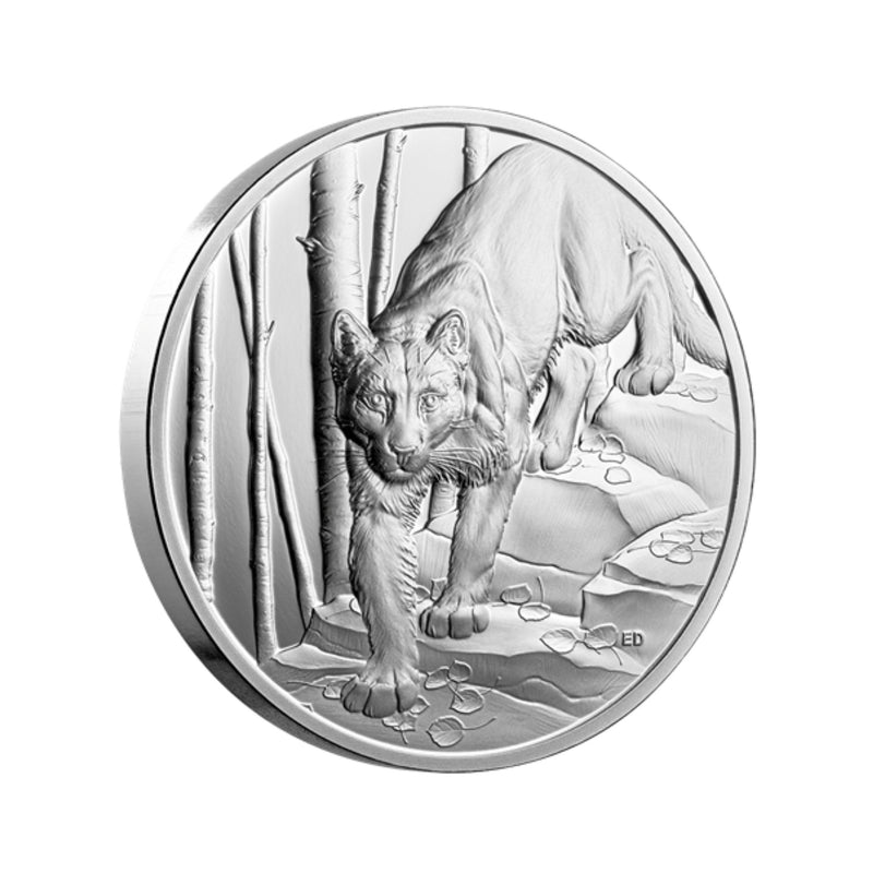 2024 Canada $20 Great Hunters Cougar Ultra High Relief Fine Silver Coin (No Tax)